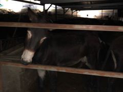 -元鼎宝驴香·全驴宴(江宁店)