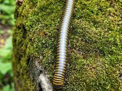 -碓臼峪自然风景区