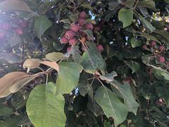 -哈密回王府景区