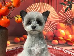 -BABIT巴比特宠物(MOMOPARK店)