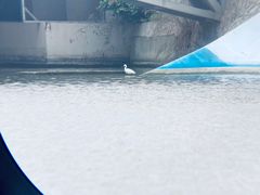 -华侨城湿地公园