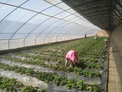 -万源龙顺度假庄园生态观光园