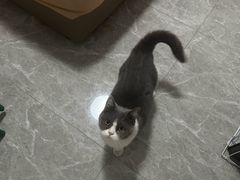 -萌兽医馆·宠物医院·猫骨科(创景店)