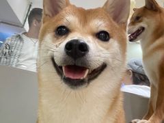 -柴源莊·柴小宠柴犬咖啡