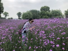 -鹅湖玫瑰文化园