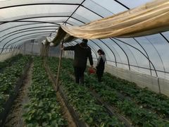 -胜丰草莓采摘园