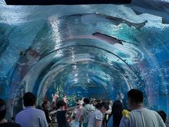 -海合安武汉极地海洋公园