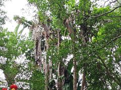 -海南热带野生动植物园