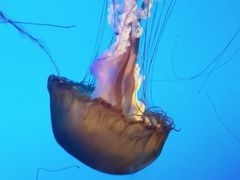 -太平洋海底世界