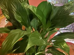 -泰融玺·泰式按摩SPA(包河万达店)