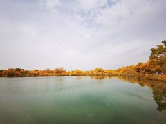 -金塔沙漠胡杨林景区