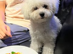 -百好乐宠物友好餐厅(朝外大街店)