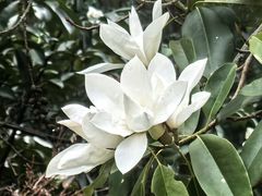 -杭州植物园