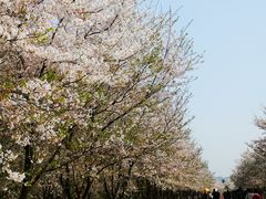 -天王浮山樱花园