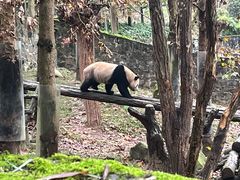 -都江堰中华大熊猫苑