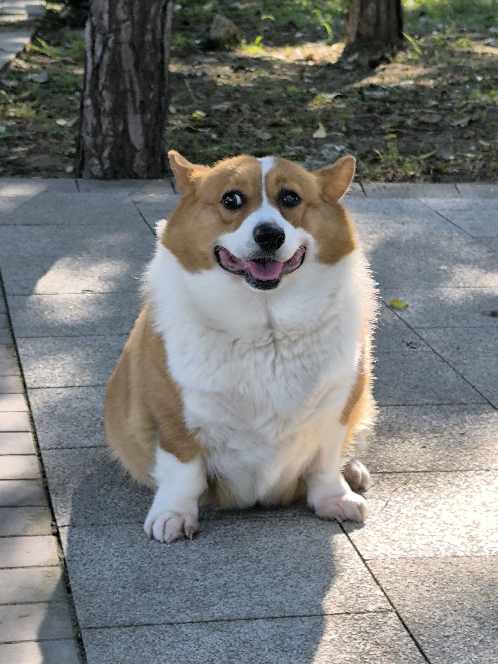 狗狗的快乐,我的快乐!