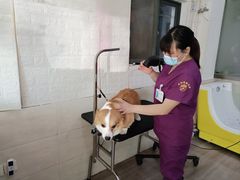 -暖阳宠物医院·犬猫康复中心·骨科