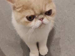 -飞行喵MR PILOT|猫舍·猫咖(静安大融城店)