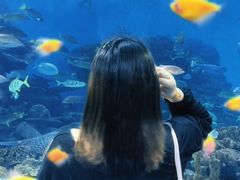 -合肥海洋世界
