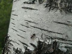 -喀纳斯禾木山庄