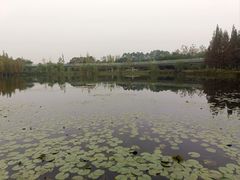 -白鹭湾湿地公园