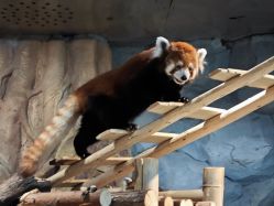 -Zoolung Zoolung动物主题公园(海信广场店)