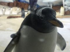 -海合安武汉极地海洋公园