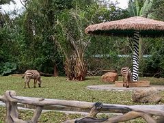 -海南热带野生动植物园