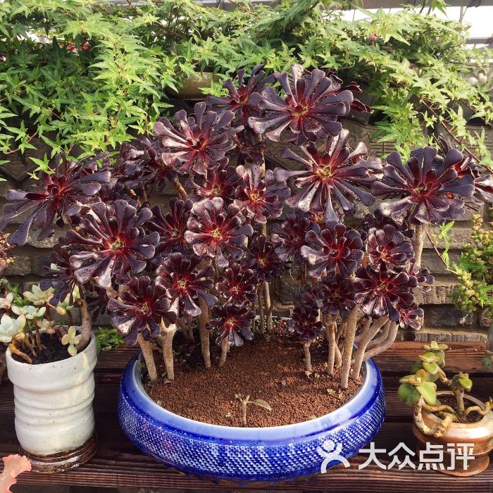景天韵多肉园艺馆图片 - 第254张
