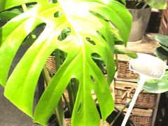 -豆豆花艺(新光天地店)