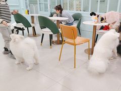 -安格丽娜·狗咖·猫咖羊驼咖(春熙路百盛商场店)