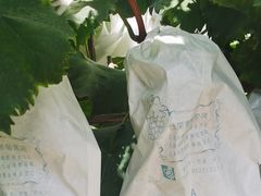 -马陆小张葡萄园农家乐