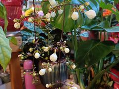 -双季花艺园艺市场(浦东店)