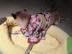 -逗柴咖啡屋·狗咖猫咖宠物桌游