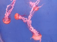 -大连老虎滩海洋公园