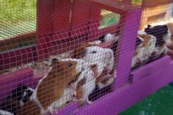 -萌宠亲子动物乐园(槐房万达店)