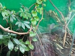 -上海大自然野生昆虫馆(东方明珠·爬宠昆虫探索中心)