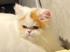 -PETKIT小佩宠物·低压洗护(国顺东路店)