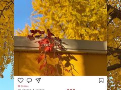 -三里屯东五街银杏大道