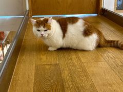 -顺徕德·仙庙烧鸡(桂庙路店)