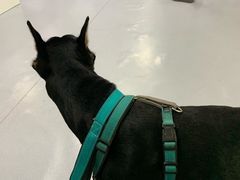 -达爱动物医院·犬猫分区·CT·复杂眼科(远洋山水分院)