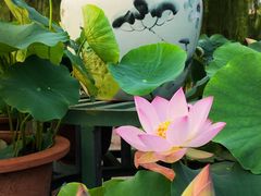 -莲花池公园