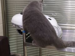 -动物缘宠物医院·骨科·猫科(西二环店)