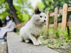 -西园寺