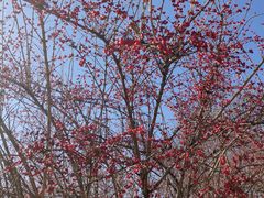 -野鸭湖国家湿地公园