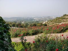 -密云玫瑰情园