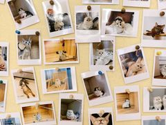 -猫十亿·布偶金渐层·曼基康矮脚猫舍(青年路店)