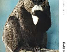 -贵州森林野生动物园