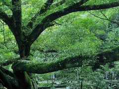 -广州市石门国家森林公园