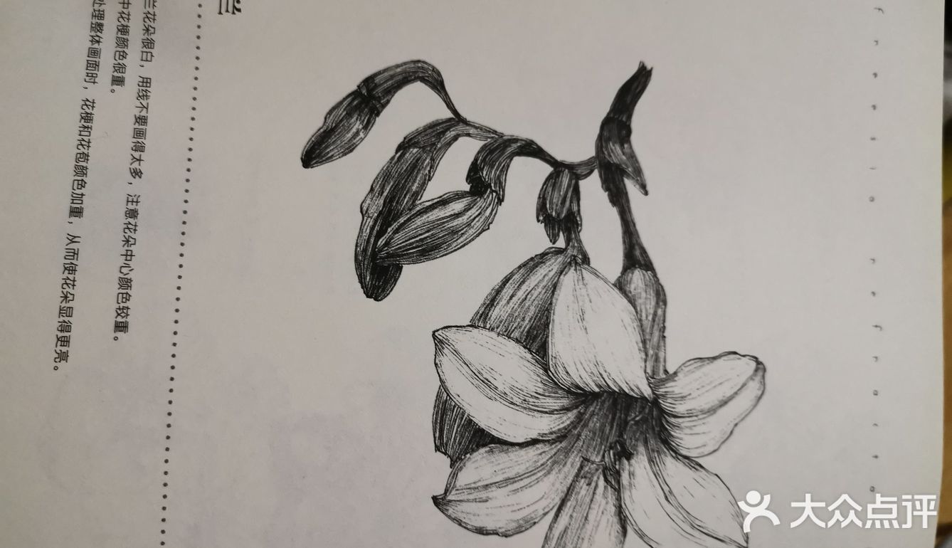 主要品种有淡紫色的“蓝姐